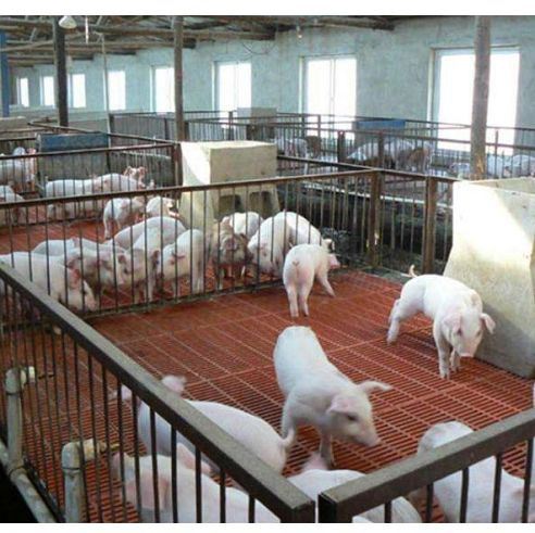 Kratka z hodowli zwierząt Farmę szklaną
